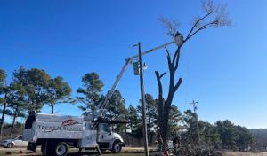 Trees N Scapes Unlimited