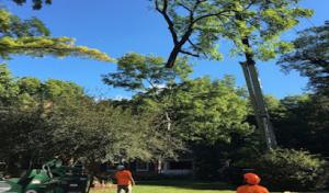 Aikey's Tree Service