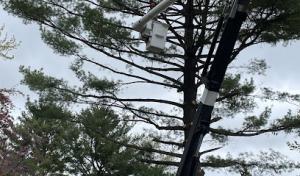 Bonecutters Tree Service