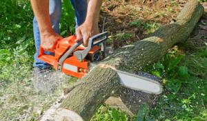 Live Oak Tree Service