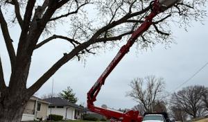 F & F Tree & Landscaping service