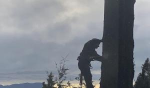 Top Hand Timber & Tree Service