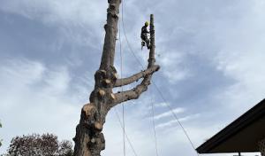 Cabañas Tree Service