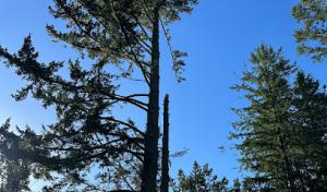 Cavara Tree Services