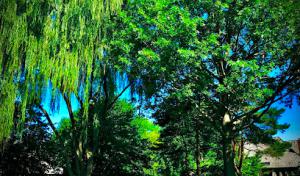 Arntson Thē Arborist