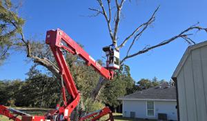 Centex Tree Solutions