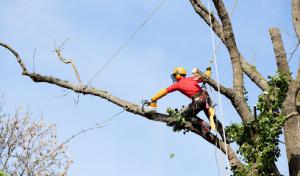 America Tree Service