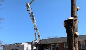 Mike’s The Tree Expert