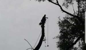 Discount Professional Tree Removal