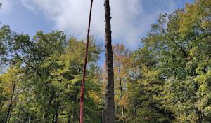 Randav Tree & Landscape