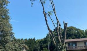 Hoffman Expert Tree Services