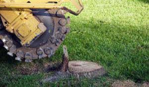 JJ's Professional Tree Service & Stump Removal