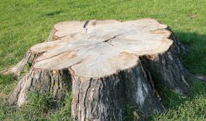 See Clear Tree & Property Services