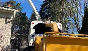 Trspros LLC Stump Grinding/ tree service