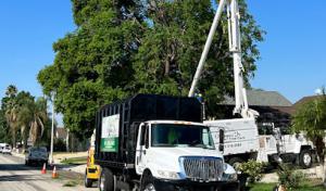 Ortega's Jr Tree Care
