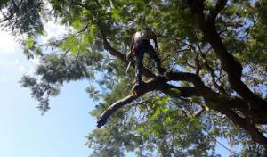 Boynton Beach Tree Service
