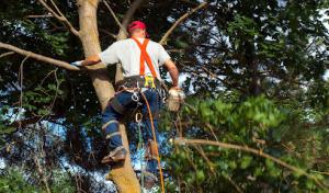 Boca Tree Service
