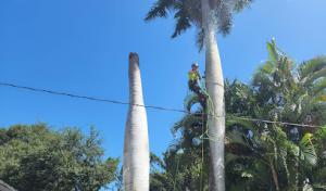 Rise & Shine Tree Service