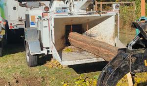 Wildwood Tree Care, LLC - Tree Removal Tree Service Puyallup & Surrounding Areas