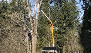 Hunters Tree Service