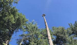 Specialized Rigging & Tree Care