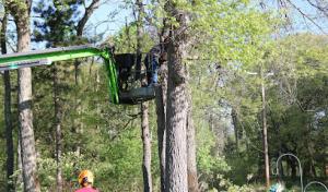 Toenyan Tree Service