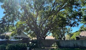 Arbor pros tree service