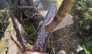 Wallingford Tree Service