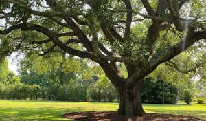 Green Leaf Tree Service