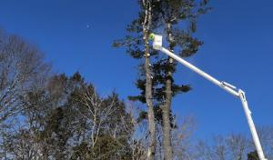 Tree Wise Guys of CT