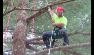 Miguel's Tree & Landscaping