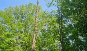 Vasquez Tree Services