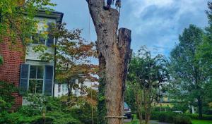 Greenway Tree Experts