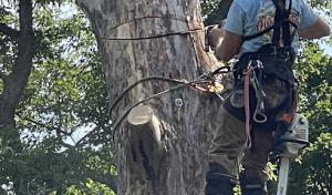 Arborway Tree Service