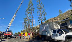 Castillo Tree Service