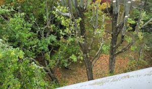 Williams tree service