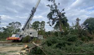 Screaming Timber Arbor Care