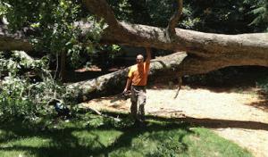 Alexandria Tree Services Unlimited