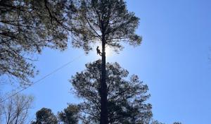 Barnes Brothers Tree Service, LLC (Fully Insured)