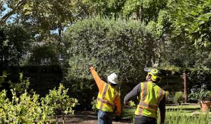 NewVista Tree Service