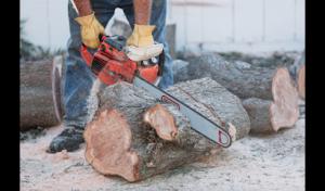 Tr﻿ee Ser﻿vice﻿ Cupertino