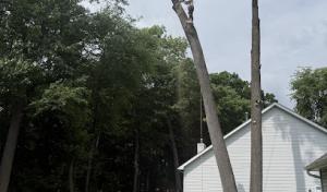 Woodland Tree Experts