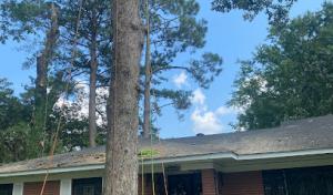 Greg Bates Tree Service