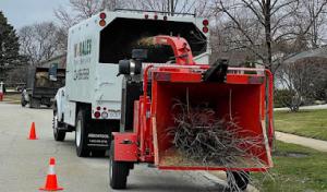 Morales Tree Service