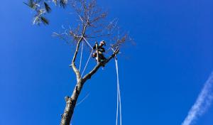 Brighter Outlook Property Management