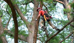 Leatherface Tree Service