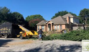 Alvarez Tree & Trimming Service