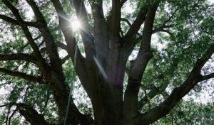 Everett Tree Service