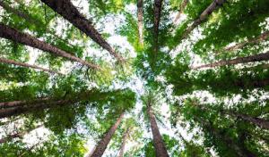 Evergreen Tree Trimming & Removal Service