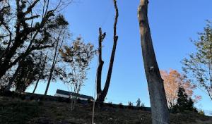 New Creation Tree Service